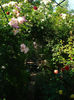 DSC00649