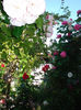 DSC00670
