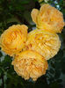 Crown Princess Margareth