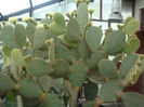 Opuntia scheerii F.A.C. Weber 1898