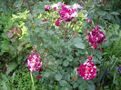 Florov nr. 18 rami 86