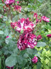 Florov nr. 18 New Imagine