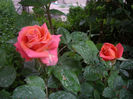 IMGP6451