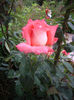 IMGP6455
