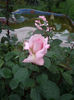 IMGP6467