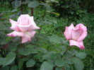 IMGP6469
