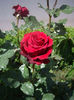 IMGP6517