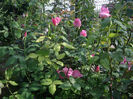 IMGP6535