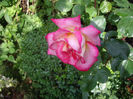 IMGP6545