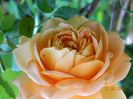 DSCN7608