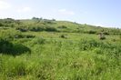IMG_0781