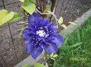clematita Multiblue