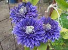 clematita Multiblue