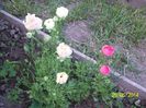 ranunculus