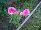 ranunculus