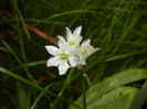 Allium amplectens (2014, May 14)