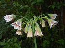 Allium siculum (2014, May 21)