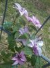 Hagley Hybrid