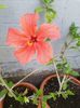 IMG_20140526_180705
