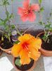 IMG_20140526_180721