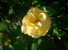 'Sonnenschirm'  • Broadlands • Canicule ® • Creme Brulee • Golden Touch • Sun Umbrella • TANmirsch