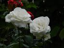 DSCN0517