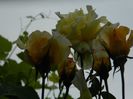 DSCN0518