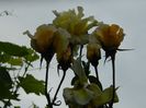 DSCN0519