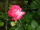 DSCN0522
