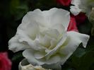 DSCN0526