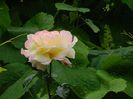 DSCN0541