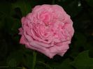 DSCN0584