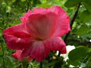 DSCN0642