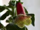 Kohleria Rut (ni)