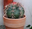 MELOCACTUS bahiensis