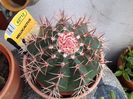 melocactus bahiensis
