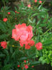 'Morsdag Oranje' • Muttertag Orange • Orange Morsdag • Orange Mothersday