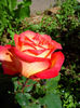 IMG_20140525_112508