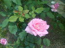 trand. roz nec.