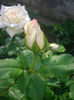 'Sir Galahad' • Great North Eastern Rose • HAReasy • Queen Guinevere