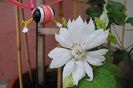 clematis Yuki Okoshi