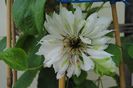 clematis Yuki Okoshi