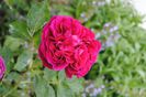 Falstaff