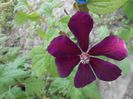 clematis Westerplatte, prima floare