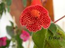 Lava 26-05-2014