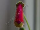 Kohleria Friendliness (ni)