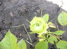Dimov-62-