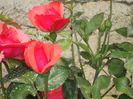 DSC01778