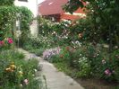 poza flori 201