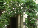 poza flori 235